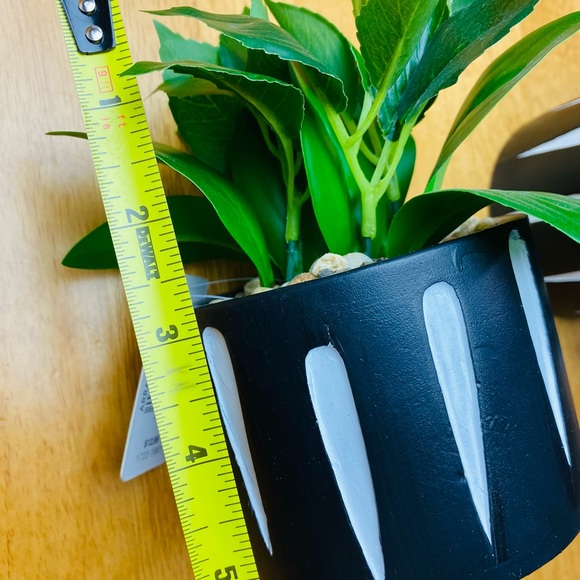 Green Green ONE beautiful 🪴 - Picture 10 of 12